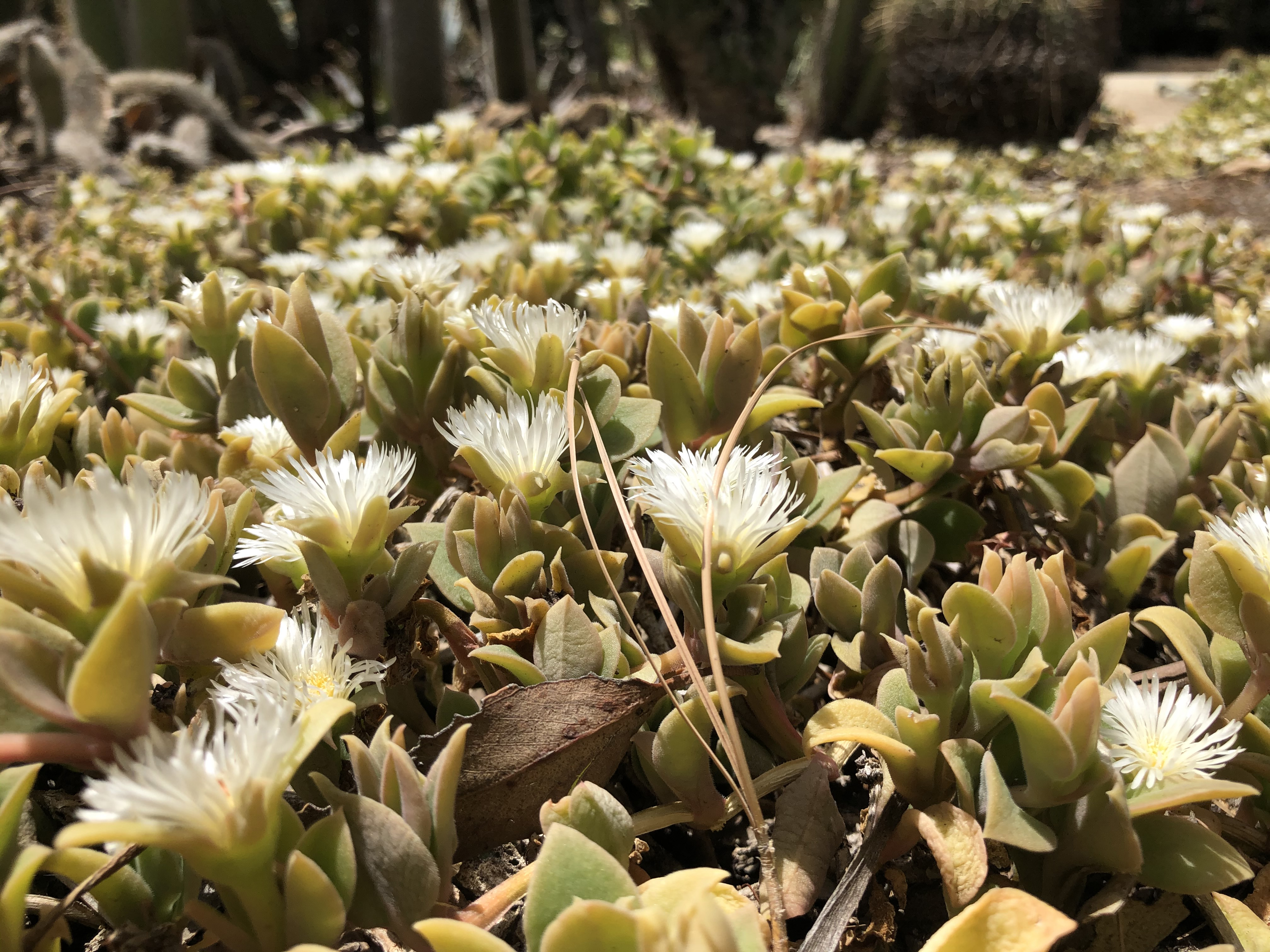 plants